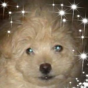 Meet your Posher, Wanda